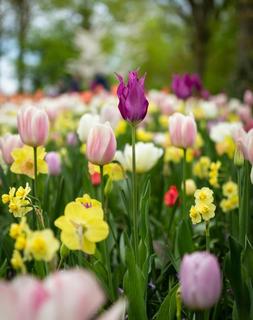 Flourishing Flora: Best Hot Weather Flowers for a Vibrant Garden
