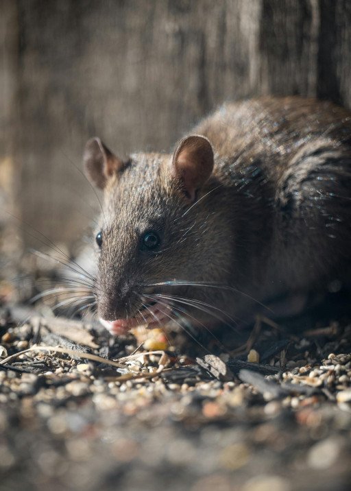 Rodent Pest Control: Effective Strategies for a Rodent-Free Environment