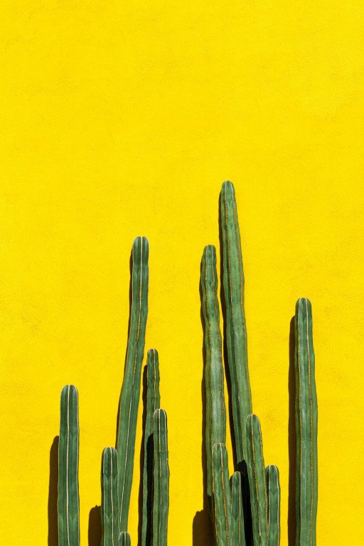 The Comprehensive Guide to Giant Prickly Pear Cacti