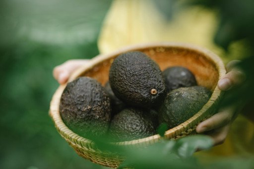The Environmental Impact of Avocado Farming: A Detailed Examination