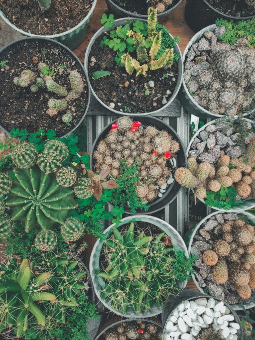 Identifying Cactus: A Comprehensive Guide to Cacti Varieties