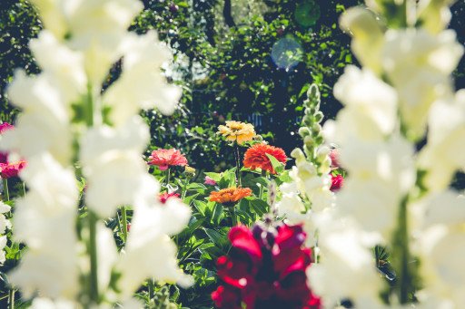 The Ultimate Guide to Summer Blooming Flowers for Gardening Enthusiasts